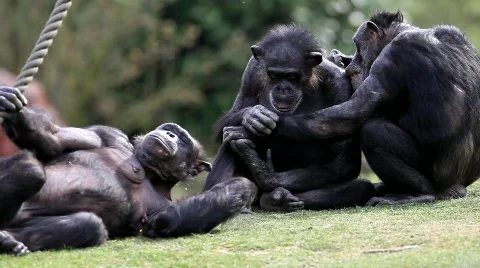 Chimpanzees Video stock 704738
