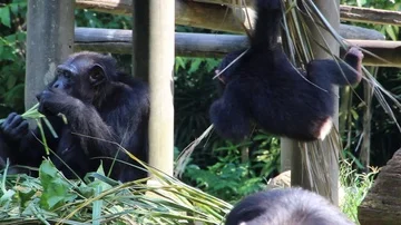 Chimpanzees Stock Footage 85567614