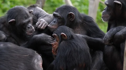 Chimpanzees grooming Stock Footage 111824336