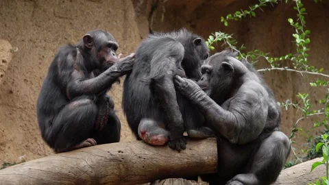 Chimpanzees Grooming Video stock 193384849