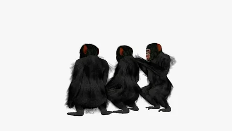 CHIMPANZEES GROUP BACK LEFT VIEW Video stock 101657851