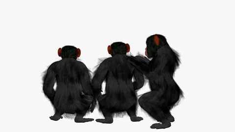 CHIMPANZEES GROUP BACK VIEW Vídeos de archivo 101659744