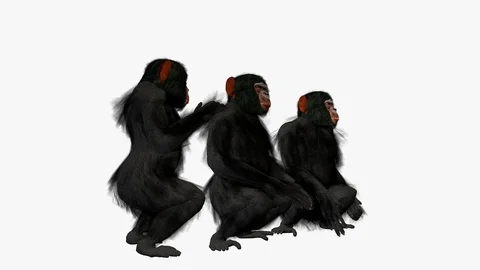 CHIMPANZEES GROUP FRONT RIGHT VIEW Stock-Footage 101661310