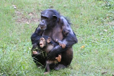 Chimpanzees Stock Photos
