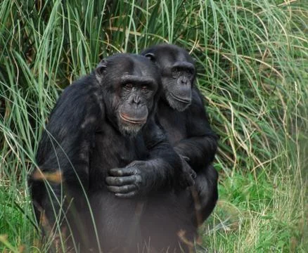Chimpanzees Stock Photos
