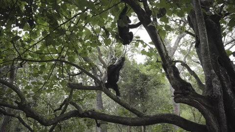 Chimpanzees playing at the forest Stock Footage 226368783