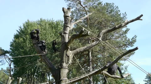 Chimpanzees playing in a tree Stock Footage 64656108