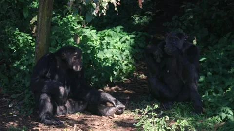 Chimpanzees Resting In Rainforest Shade Stock Footage 337054158