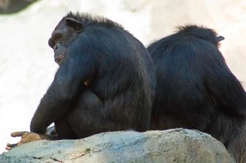 Chimpanzees sit back to back on rock Stock Photos