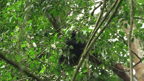 Chimpanzees sit on the treetops and gather food. Stock Footage 333301494