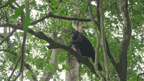 Chimpanzees sit on the treetops and gather food. Stock-Footage 333347042