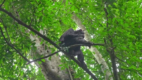 Chimpanzees sit on the treetops and gather food. Stock Footage 333347050