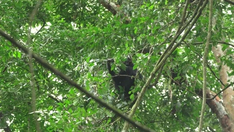Chimpanzees sit on the treetops and gather food. Stock-Footage 333347090