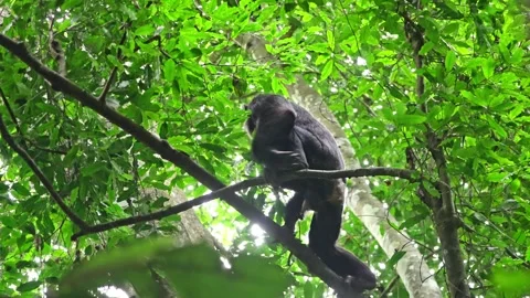 Chimpanzees sit on the treetops and gather food. Stock Footage 333347606