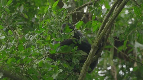 Chimpanzees sit on the treetops and gather food. Stock Footage 333347734