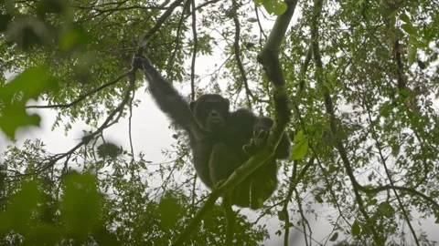 Chimpanzees sit on the treetops and gather food. Stock Footage 333347821