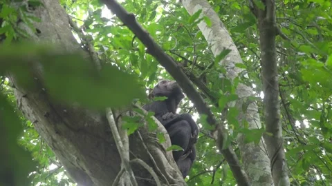 Chimpanzees sit on the treetops Stock Footage 333347083