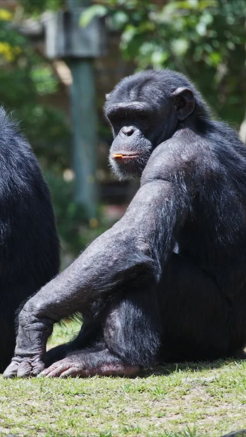 Chimpanzees sitting and interacting in zoo enclosure Stock Footage 327649951