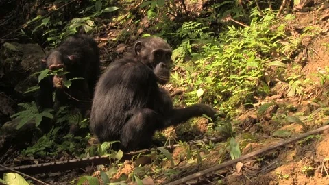 Chimpanzees termite fishing Stock Footage 83098335