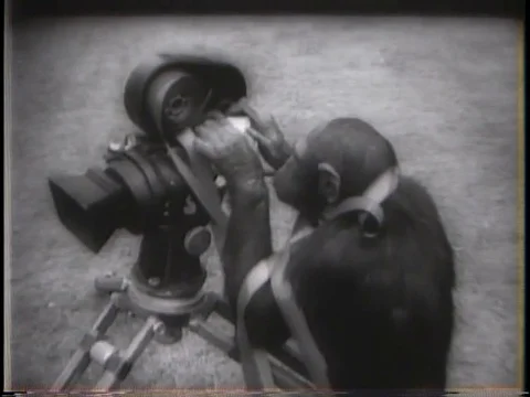 Chimpanzees use film camera archival footage 1950s or 1960s Stock Footage 80441863