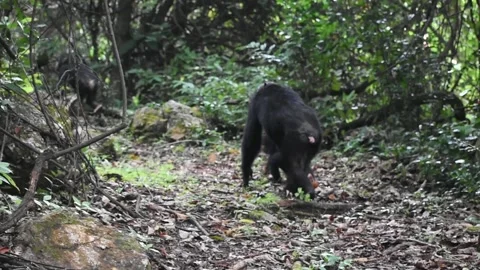 Chimpanzees video Stock Footage 227904645
