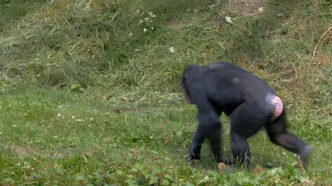 Chimpanzees walking across grass Stock Footage 114608519