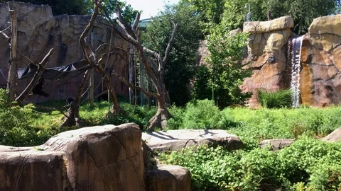 Chimpanzees walking next to a waterfall at the Saint Louis Zoo Stock-Footage 108687013