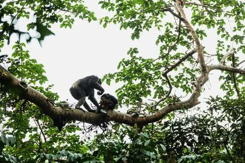 A chimpanzees walking on the tree branch with a fruit in its hand. Kibale Stock Photos