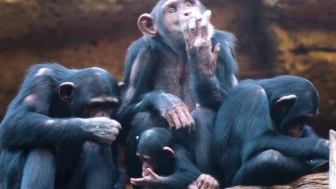 Chimpanzees in the zoo Stock Footage 85453247