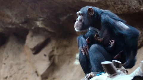 Chimpanzees in the zoo Stock Footage 85773925