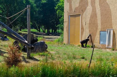 Chimpanzees at the Zoo Stock Photos