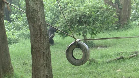 A chimpazee playing in the field Stock Footage 295328394