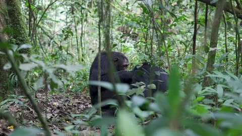 Chimps grooming each other in rainforest of Kibale National Park. Uganda Stock-Footage 331537543