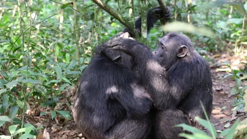 Chimps grooming Video stock 279325079