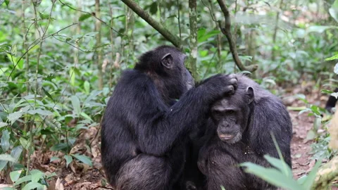 Chimps grooming Video stock 279325638