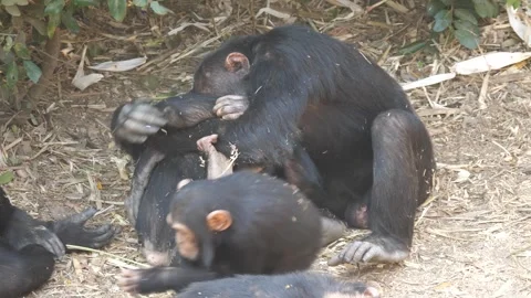 Chimps playing at Chimfunshi Chimp Orphanage Stock Footage 321728657