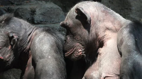 Chimps in Profile Stock Footage 54908408