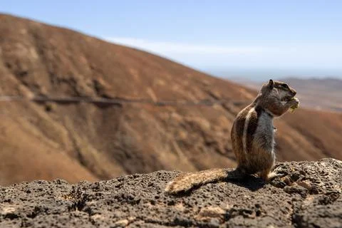 Chimpunk from the side Stock Photos