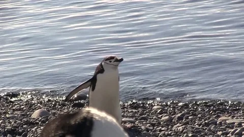 Chin-strap penguin close up 03 Stock Footage 83098143