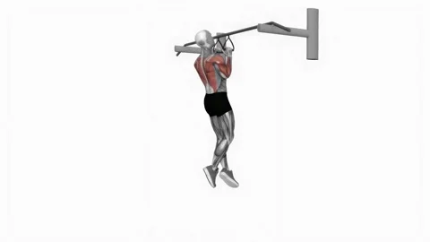 Chin-ups (narrow parallel grip) fitness exercise workout animation male muscle h Vidéo 243983578