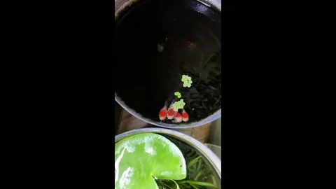 China: Adorable Plump Goldfish Queue Up for Feeding Video stock 276615474