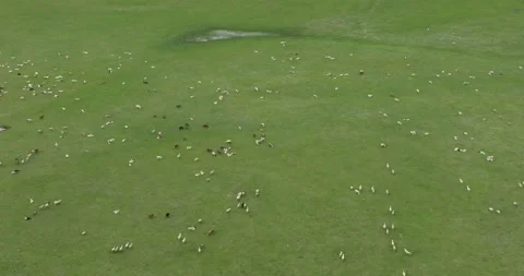 China Aerial Drone View: Beautiful grassland in Hulunbuir Video，sheep Video stock 280478448