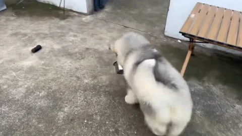 China: Alaskan Malamute puppy playfully guards bowl from two other puppie... Stock Footage 337371453