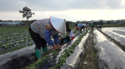 https://images.pond5.com/china-asia-agriculture-manual-labor-footage-061245410_iconl.jpeg