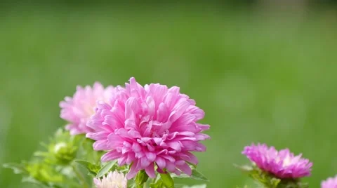 China aster, Callistephus 4k Video stock 42013100
