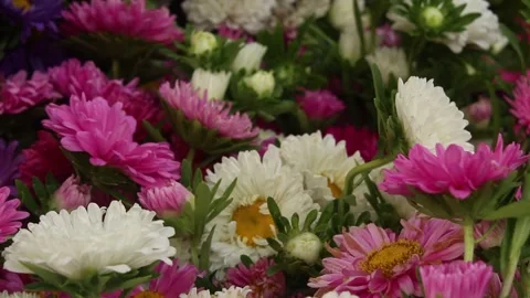 China aster. Stock Footage 273669133