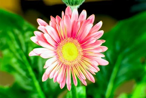 China aster Stock Photos