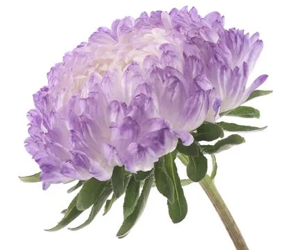 China aster Stock Photos
