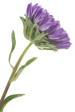 China aster Stock Photos
