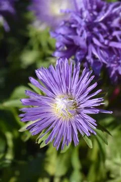 China aster Stock Photos